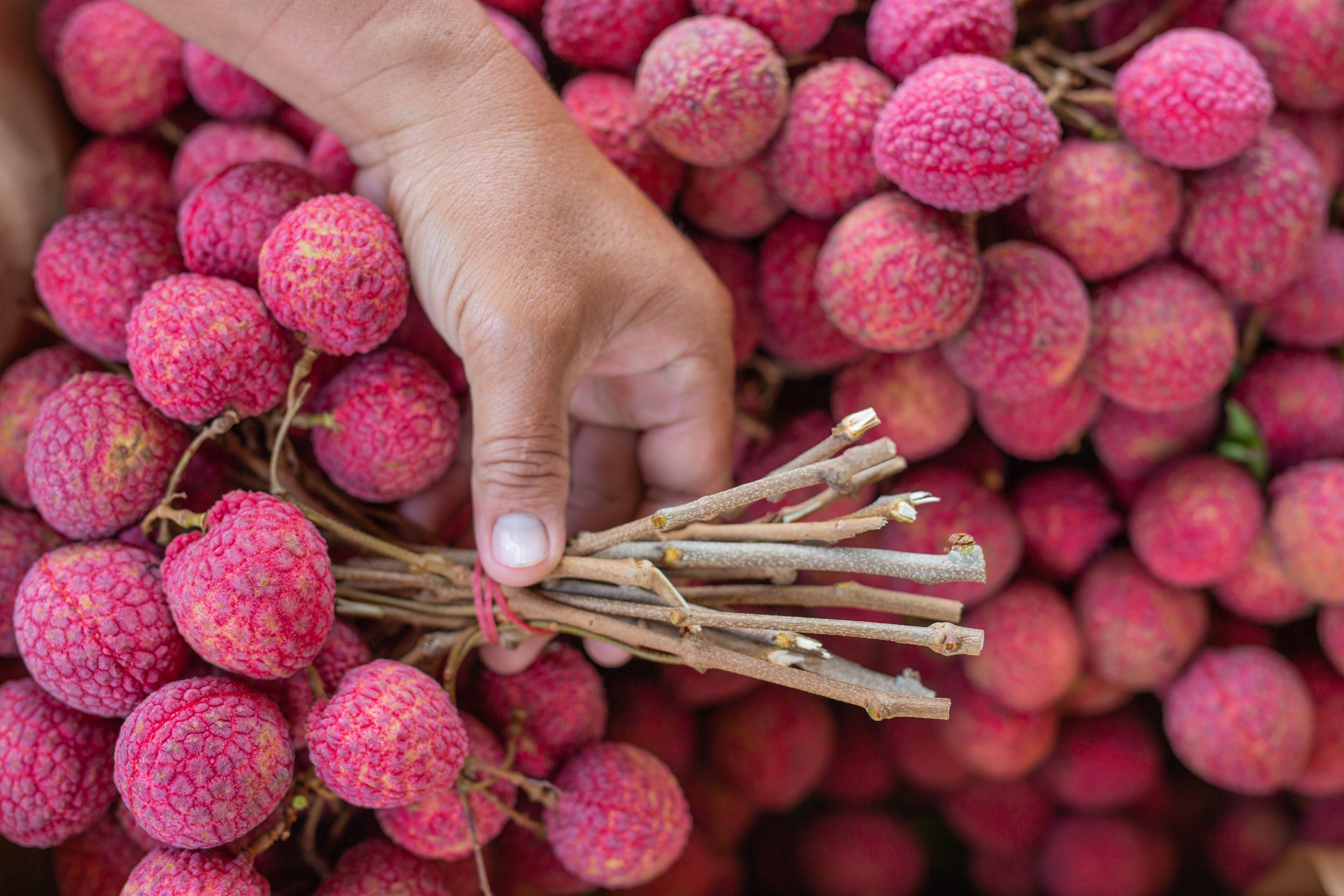 litchi fruit benefits