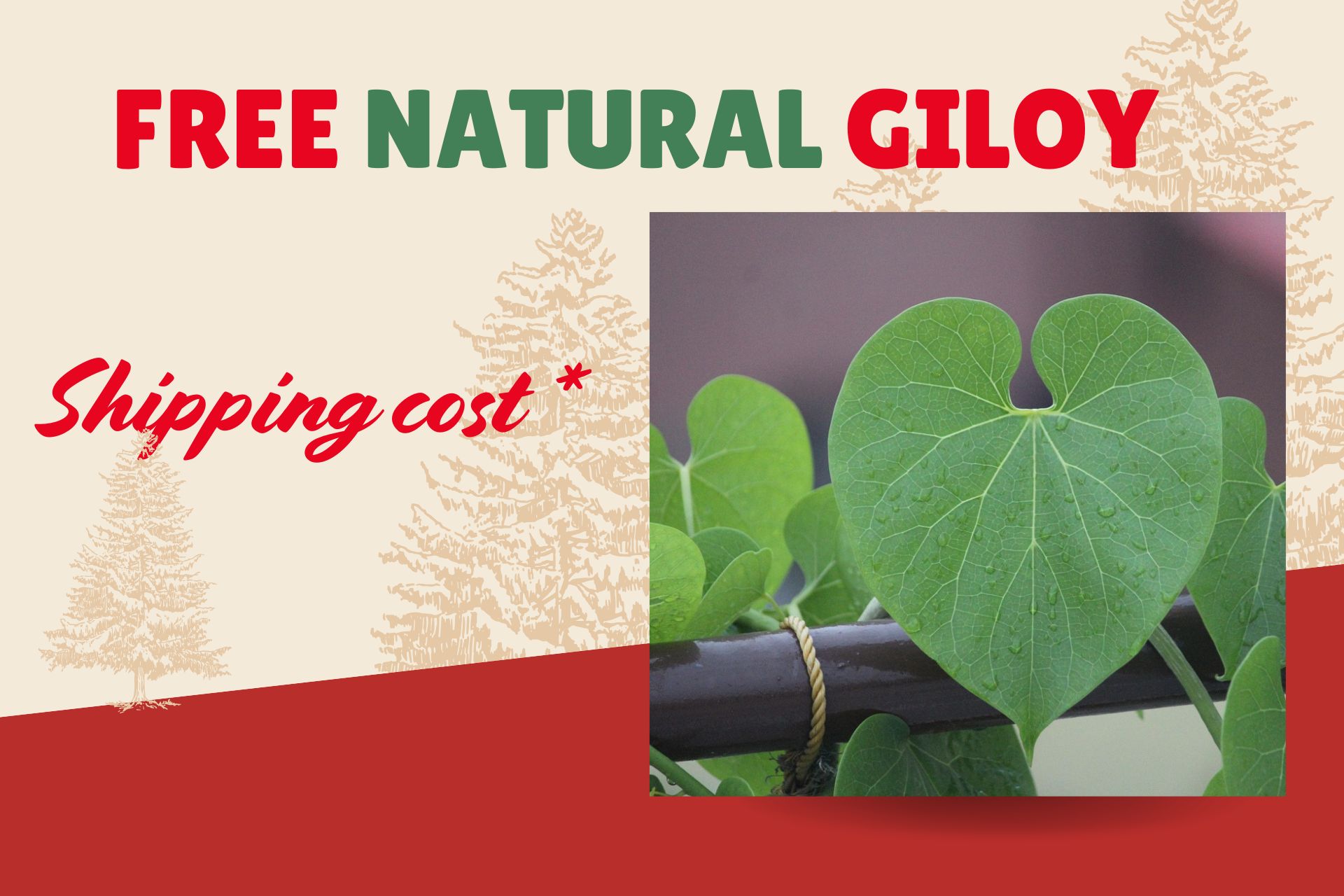 FREE Natural Giloy Shipping Cost (1)
