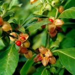 ashwagandha.atharvherbolife ashwagandha.atharvherbolife