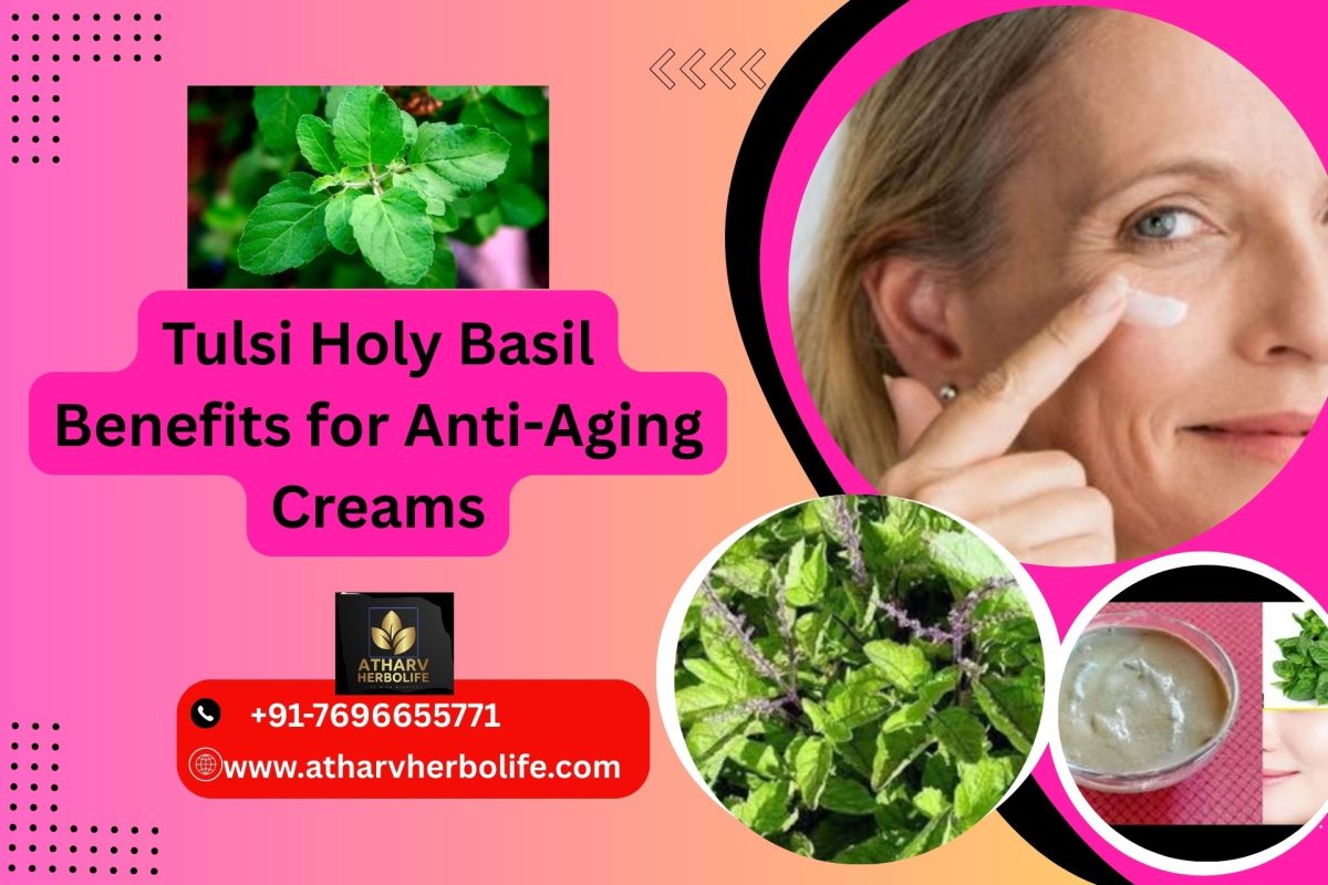 benefits of holy basil